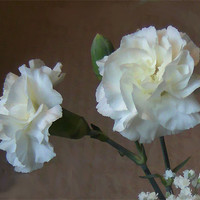 Buy canvas prints of Carnations by Debra Kelday
