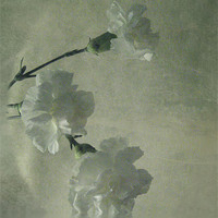 Buy canvas prints of Carnations.. by Debra Kelday