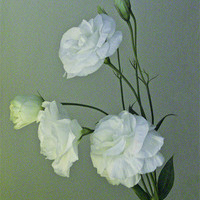 Buy canvas prints of White Lisianthus by Debra Kelday