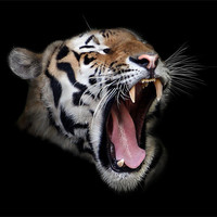 Buy canvas prints of Roaring Tiger by Debra Kelday
