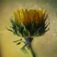 Buy canvas prints of Sunflower by Debra Kelday