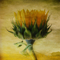 Buy canvas prints of Summer Sunflower by Debra Kelday