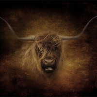 Buy canvas prints of Highland Cow.. by Debra Kelday