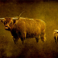Buy canvas prints of Highland cows. by Debra Kelday