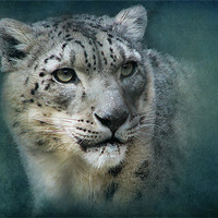Buy canvas prints of Snow Leopard by Debra Kelday