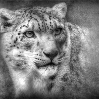 Buy canvas prints of Snow Leopard by Debra Kelday