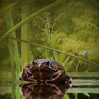 Buy canvas prints of Toad 1 by Debra Kelday