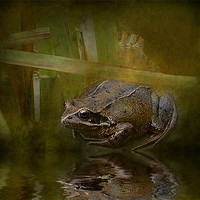 Buy canvas prints of Toad 2 by Debra Kelday