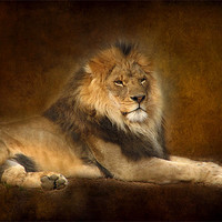 Buy canvas prints of Lion by Debra Kelday