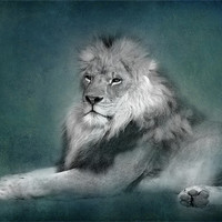 Buy canvas prints of Lion (bw) by Debra Kelday