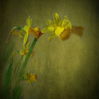 Buy canvas prints of Daffodils by Debra Kelday