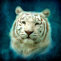 Buy canvas prints of White Tiger by Debra Kelday