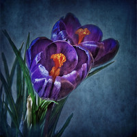 Buy canvas prints of Purple Crocus by Debra Kelday