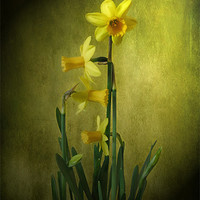 Buy canvas prints of Daffodils. by Debra Kelday
