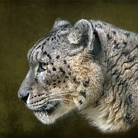 Buy canvas prints of Snow Leopard.. by Debra Kelday