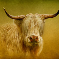 Buy canvas prints of Highland Cow by Debra Kelday