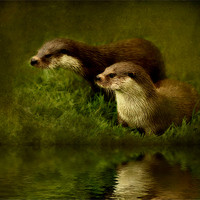 Buy canvas prints of Otters Watch by Debra Kelday