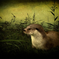 Buy canvas prints of Otter by Debra Kelday