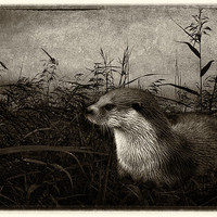 Buy canvas prints of Otter (plate effect) by Debra Kelday