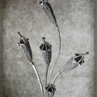Buy canvas prints of Crown of a Poppy by Debra Kelday