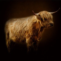 Buy canvas prints of Highlander., by Debra Kelday