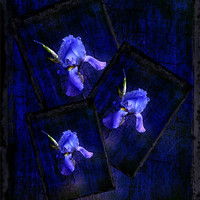 Buy canvas prints of Irises by Debra Kelday