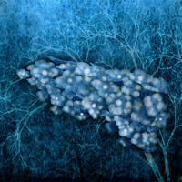 Buy canvas prints of Hydrangea by Debra Kelday