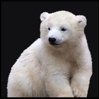 Buy canvas prints of Polar Bear Cub by Debra Kelday