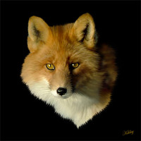 Buy canvas prints of Red Fox by Debra Kelday