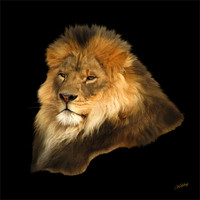 Buy canvas prints of Lion by Debra Kelday