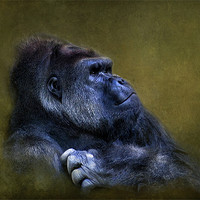 Buy canvas prints of Silverback Gorilla by Debra Kelday