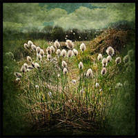 Buy canvas prints of Cotton Grass by Debra Kelday