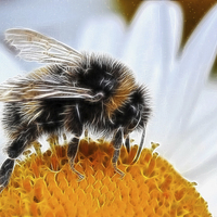 Buy canvas prints of  Bumblebee by Debra Kelday