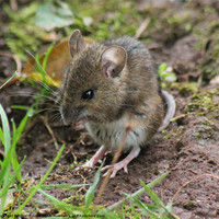 Buy canvas prints of Field Mouse Pose by Nigel Barrett Canvas