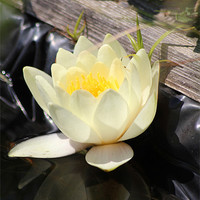Buy canvas prints of Water Lilly Reflection by Nigel Barrett Canvas