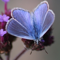 Buy canvas prints of Male Common Blue by Nigel Barrett Canvas