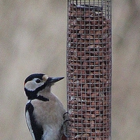 Buy canvas prints of Great Spotted Woodpecker  (Dendrocopos major) by Nigel Barrett Canvas