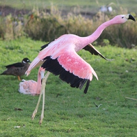 Buy canvas prints of Greater Flamingo (Phoenicopterus roseus) by Nigel Barrett Canvas