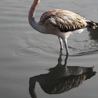 Buy canvas prints of Flamingo Reflection by Nigel Barrett Canvas