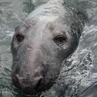 Buy canvas prints of Harbour Seal by Nigel Barrett Canvas