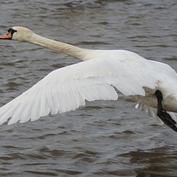 Buy canvas prints of Flying Mute Swan by Nigel Barrett Canvas