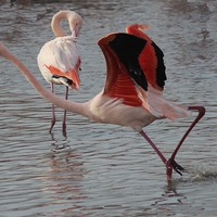 Buy canvas prints of Flamingo by Nigel Barrett Canvas