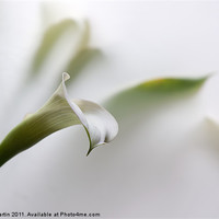 Buy canvas prints of One White Lily by Mark Martin