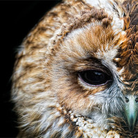 Buy canvas prints of Portrait of a Tawny Owl by Celtic Origins