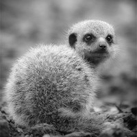 Buy canvas prints of Meerkat Who are You Looking at? by Celtic Origins