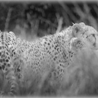 Buy canvas prints of Asiatic Cheetah through the Grasses by Celtic Origins