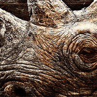 Buy canvas prints of Black Rhinoceros by Celtic Origins