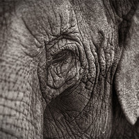 Buy canvas prints of Asian Elephant Close Up by Celtic Origins