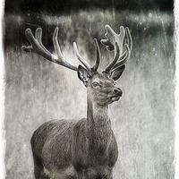 Buy canvas prints of Deer in Texture by Celtic Origins