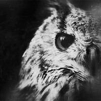 Buy canvas prints of Eagle Owl by Celtic Origins